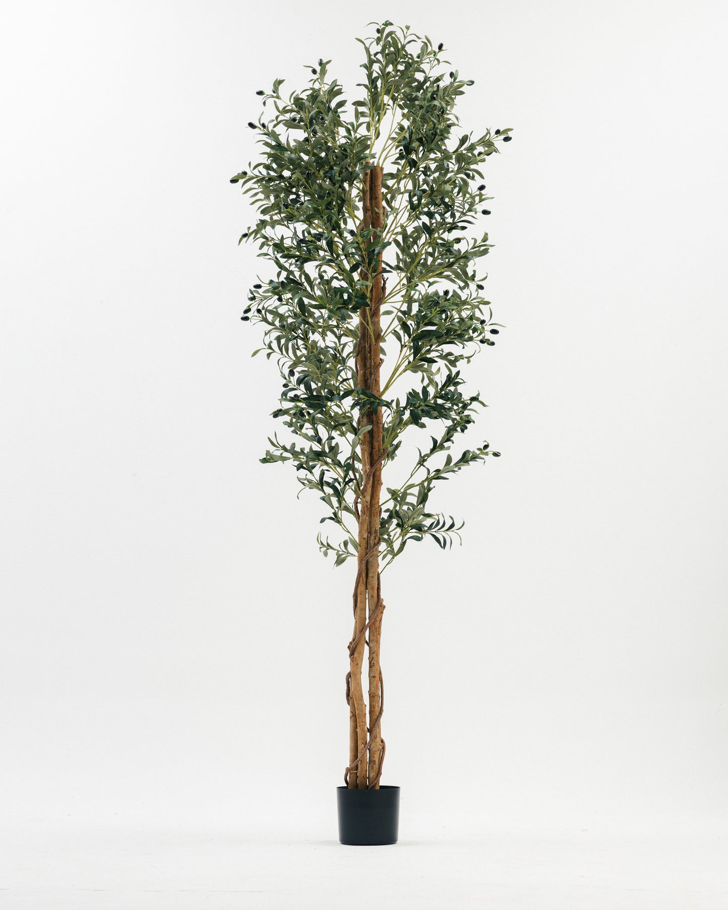 Massive Olive Tree with Real Wood Branches