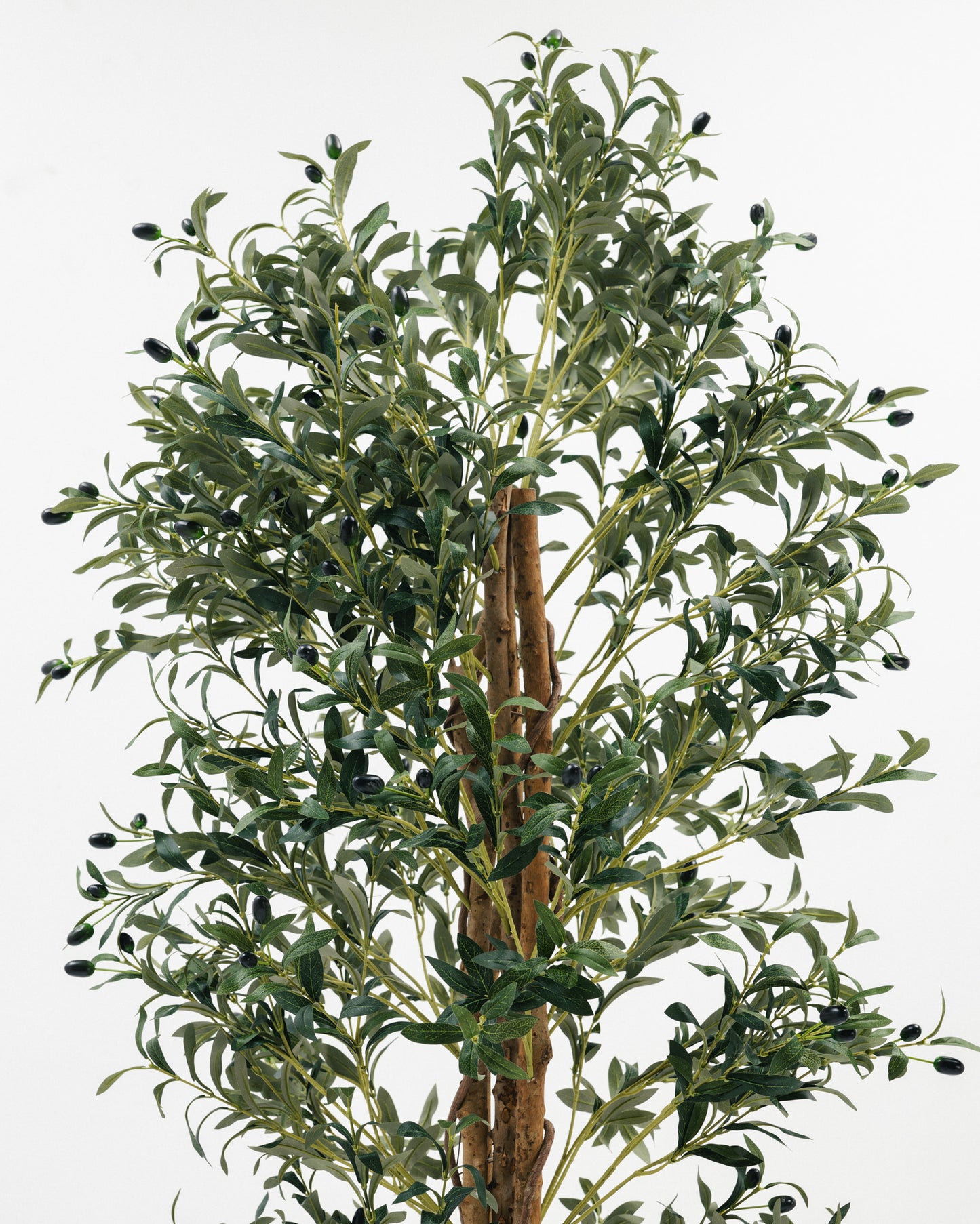 Massive Olive Tree with Real Wood Branches