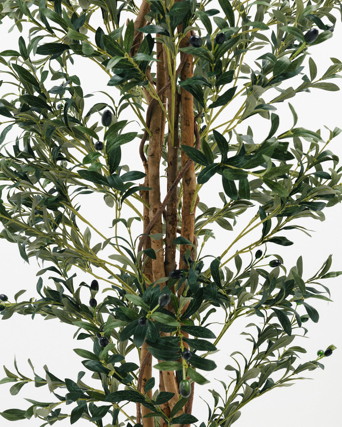 Massive Olive Tree with Real Wood Branches -  Wasilaah