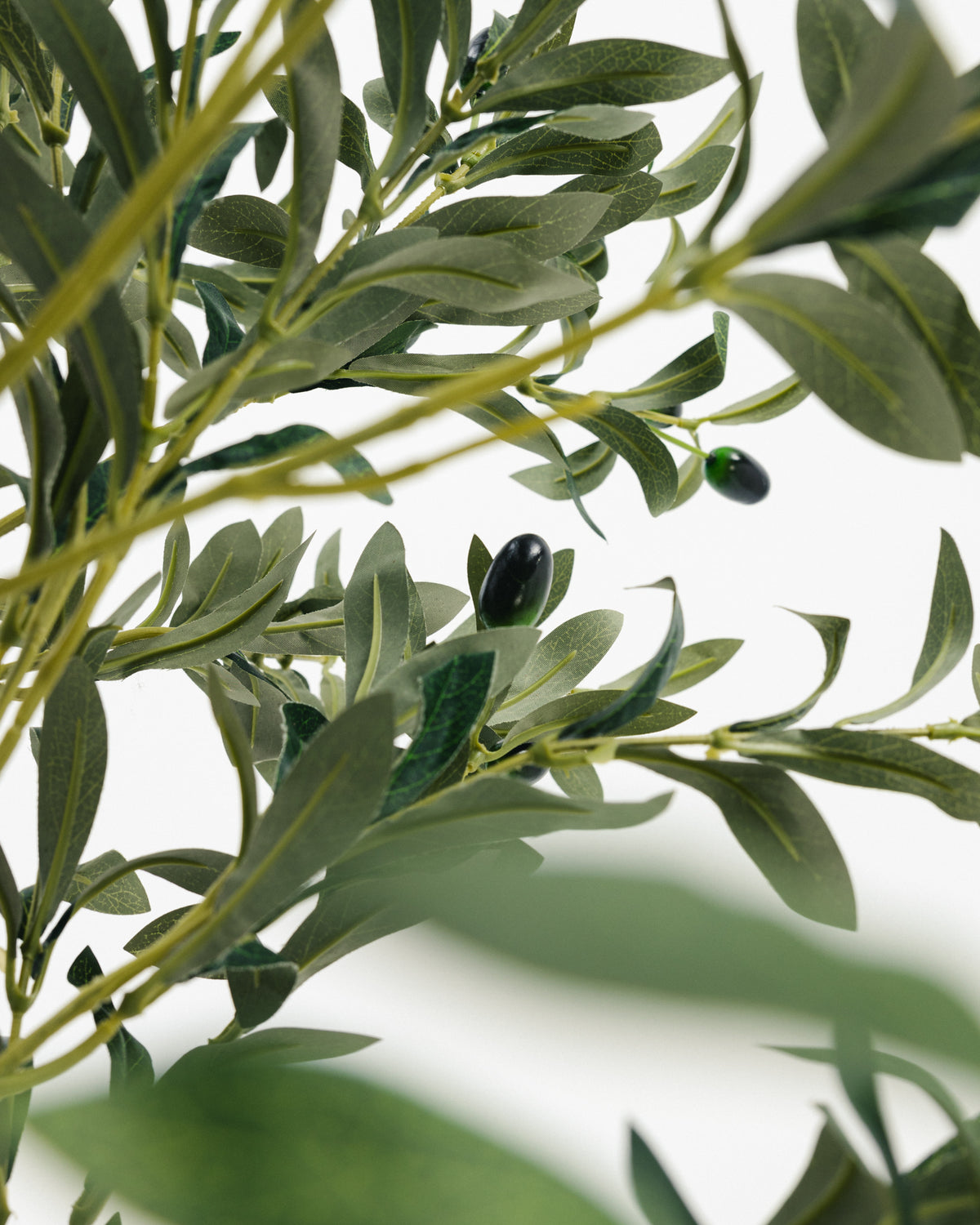 Massive Olive Tree with Real Wood Branches -  Wasilaah