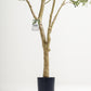 Olive Multi Stem Tree