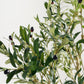 Olive Multi Stem Tree