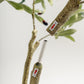 Olive Multi Stem Tree