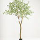 Tall Benjamina Variegated Tree
