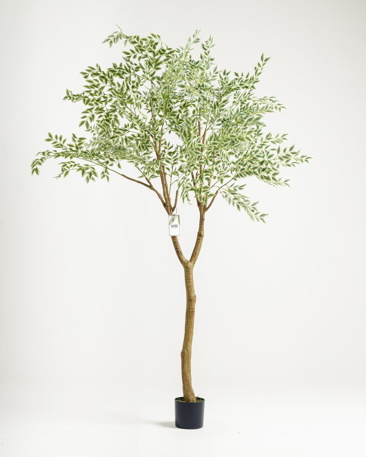 Tall Benjamina Variegated Tree