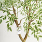 Tall Benjamina Variegated Tree