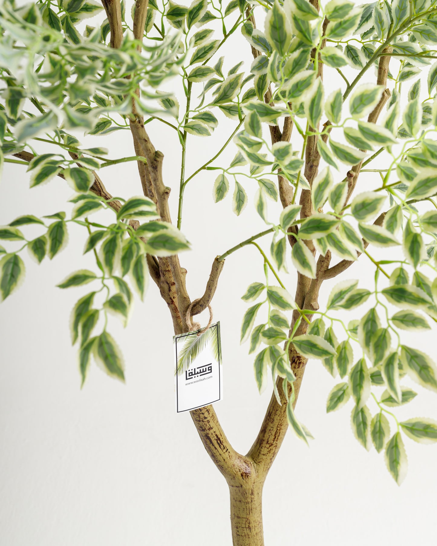 Tall Benjamina Variegated Tree