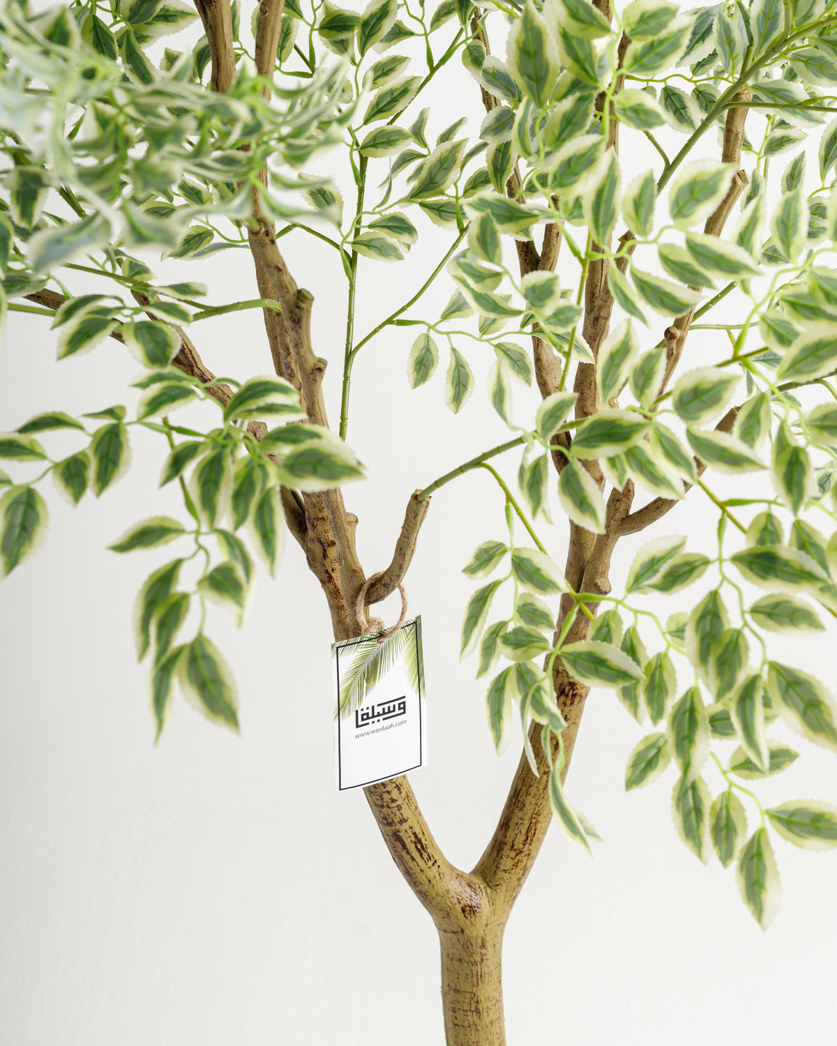 Close-up view of a Tall Benjamina Variegated Tree featuring lush, green and white variegated leaves. The tree is set against a plain white background, highlighting its vibrant foliage and realistic appearance.