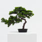 Short Bonsai Tree -  Wasilaah
