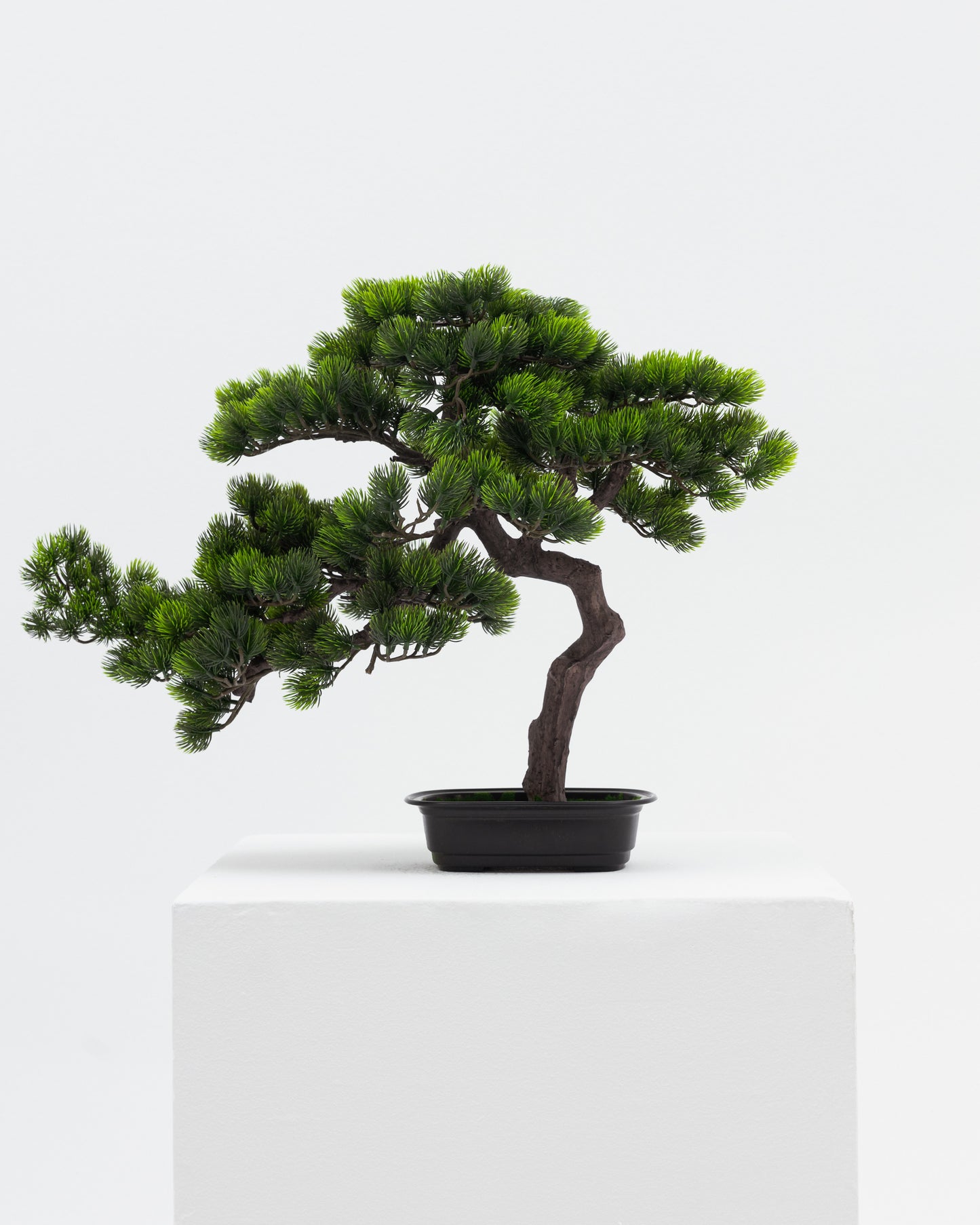 Short Bonsai Tree -  Wasilaah