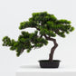 Short Bonsai Tree -  Wasilaah