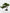 Short Bonsai Tree -  Wasilaah