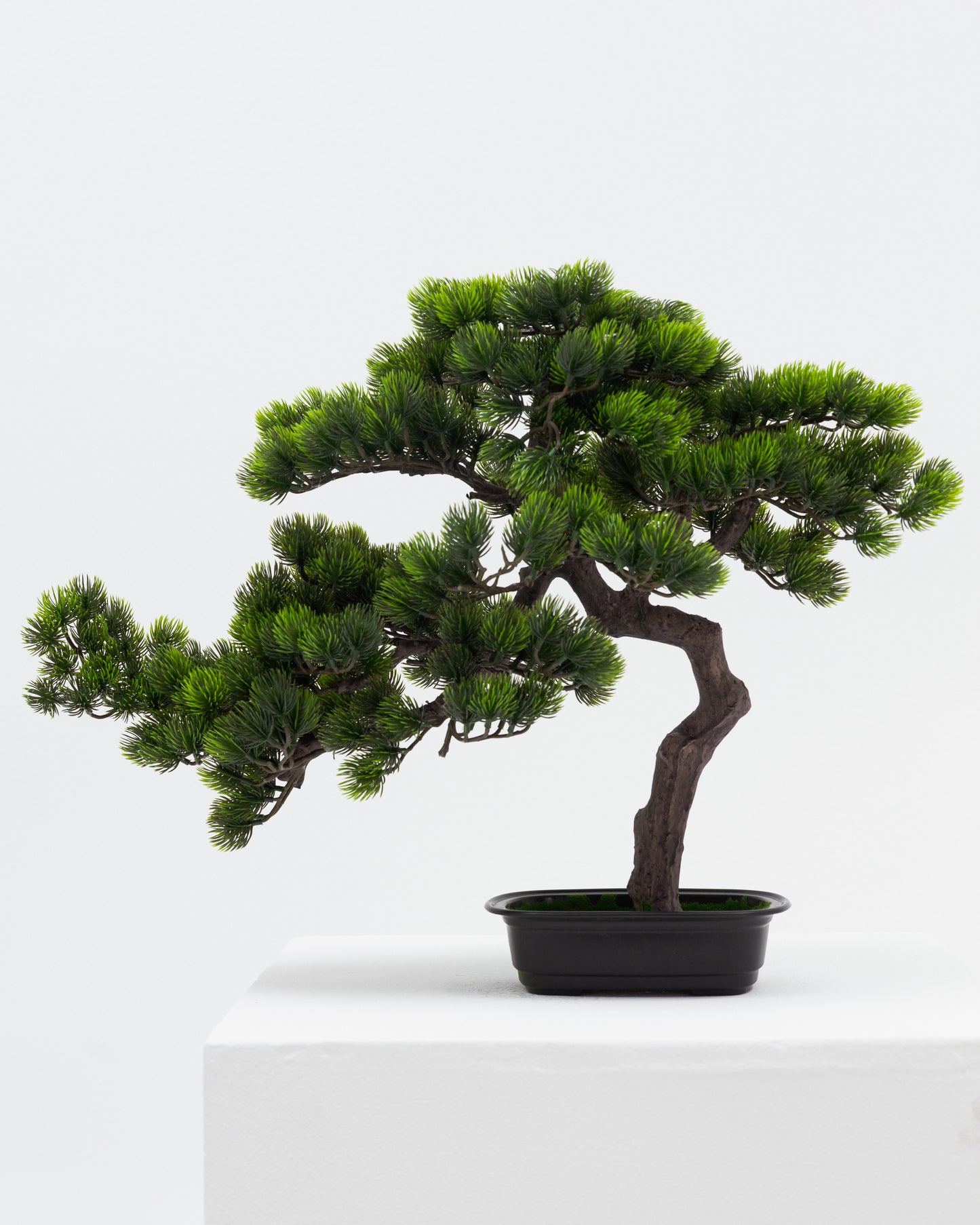 Short Bonsai Tree -  Wasilaah