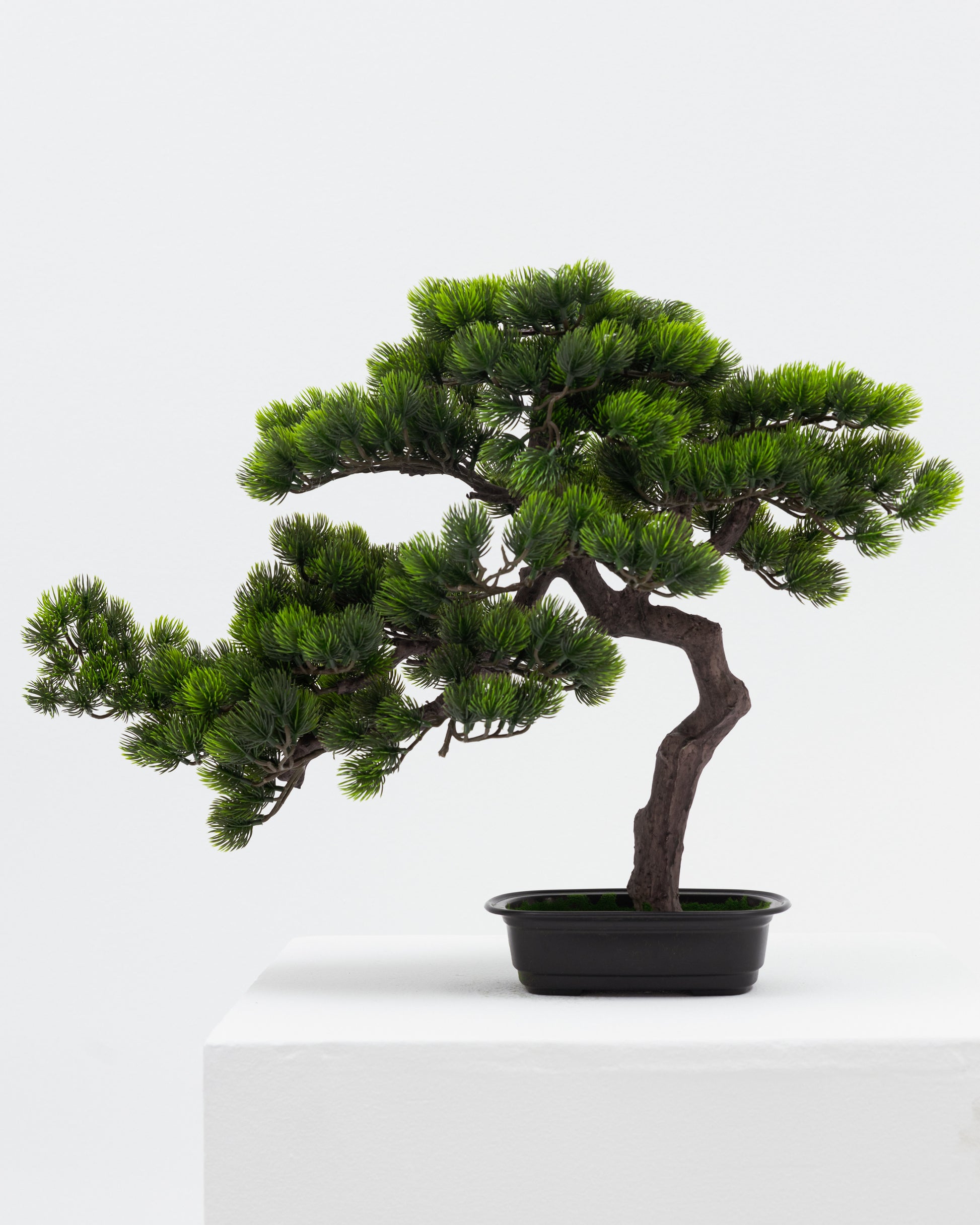 Short Bonsai Tree -  Wasilaah