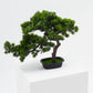 Short Bonsai Tree -  Wasilaah