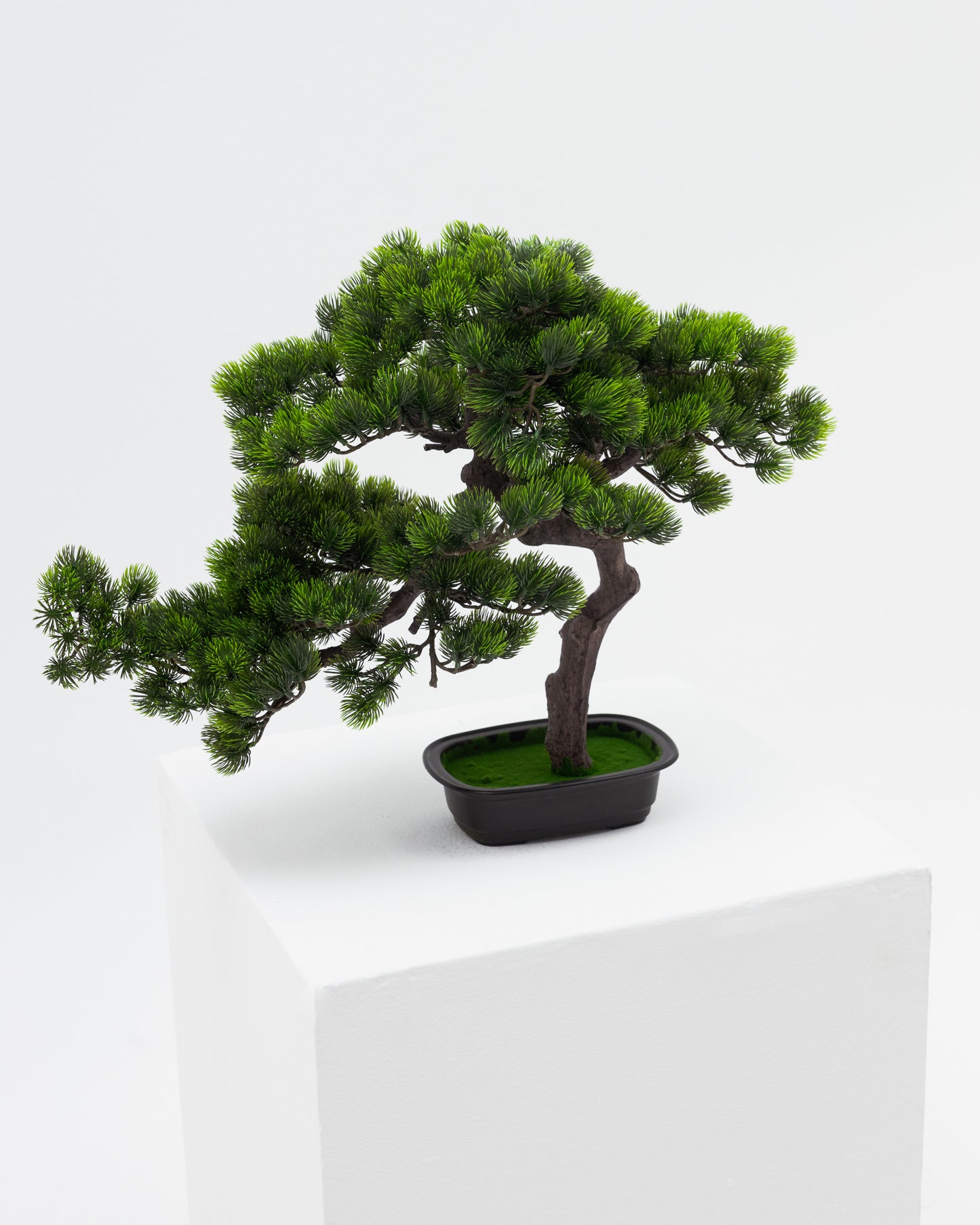 Short Bonsai Tree -  Wasilaah