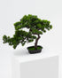 Short Bonsai Tree -  Wasilaah