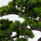 Short Bonsai Tree -  Wasilaah