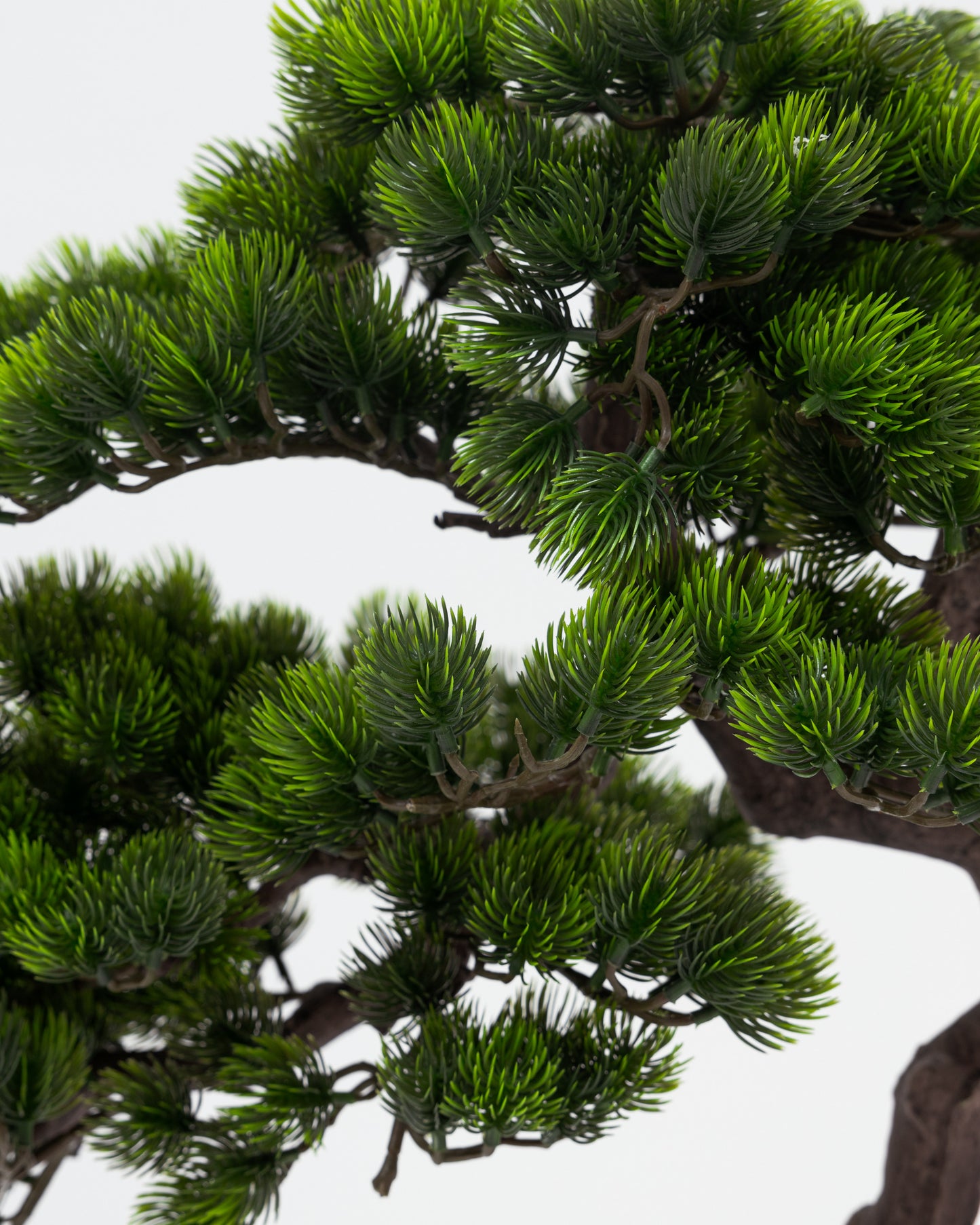 Short Bonsai Tree -  Wasilaah
