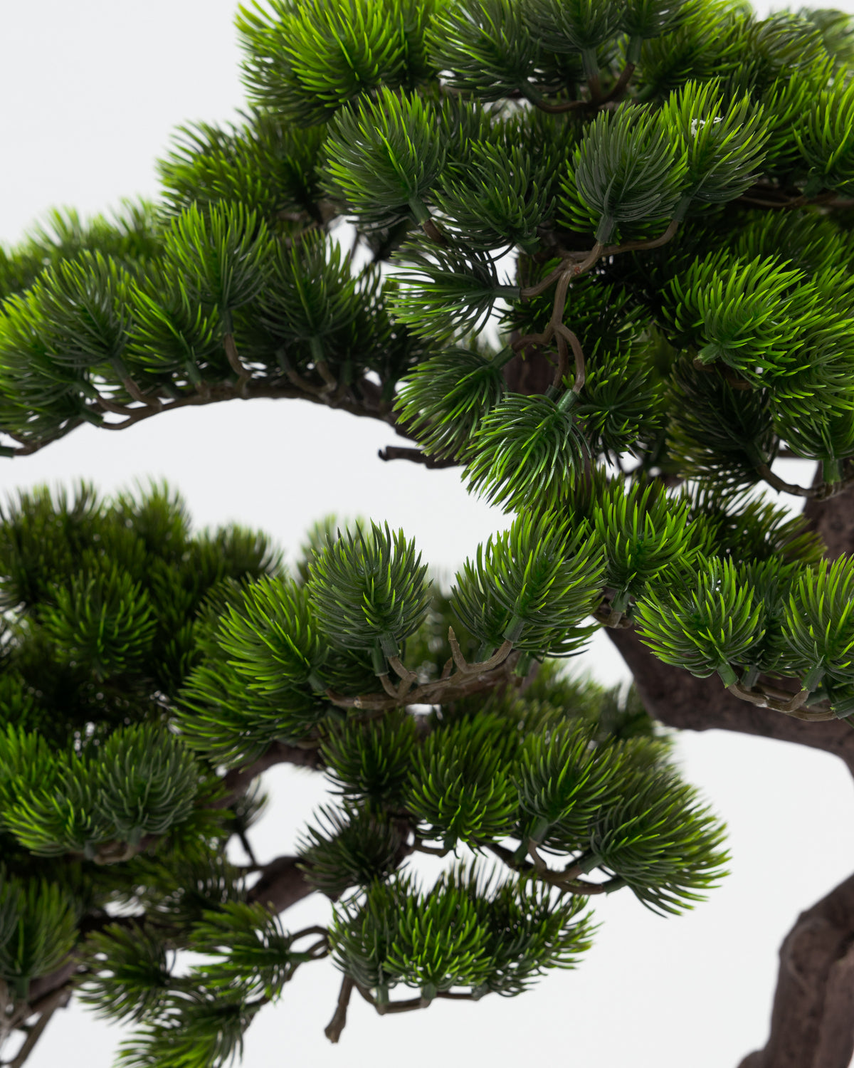 Short Bonsai Tree -  Wasilaah