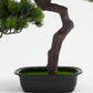Short Bonsai Tree -  Wasilaah