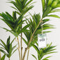 Dracaena Artificial Tree - Wasilaah