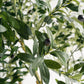 Olive Multi Stem Tree - Wasilaah