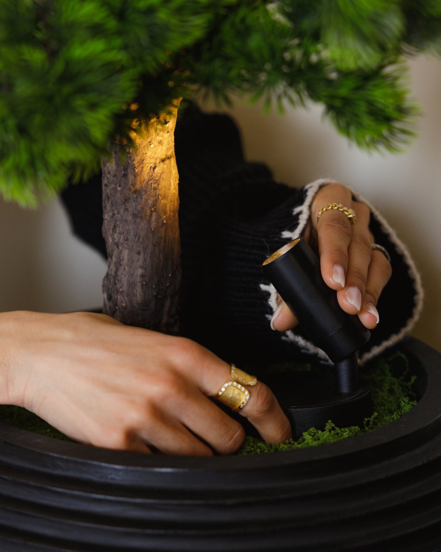 شجرة بونساي