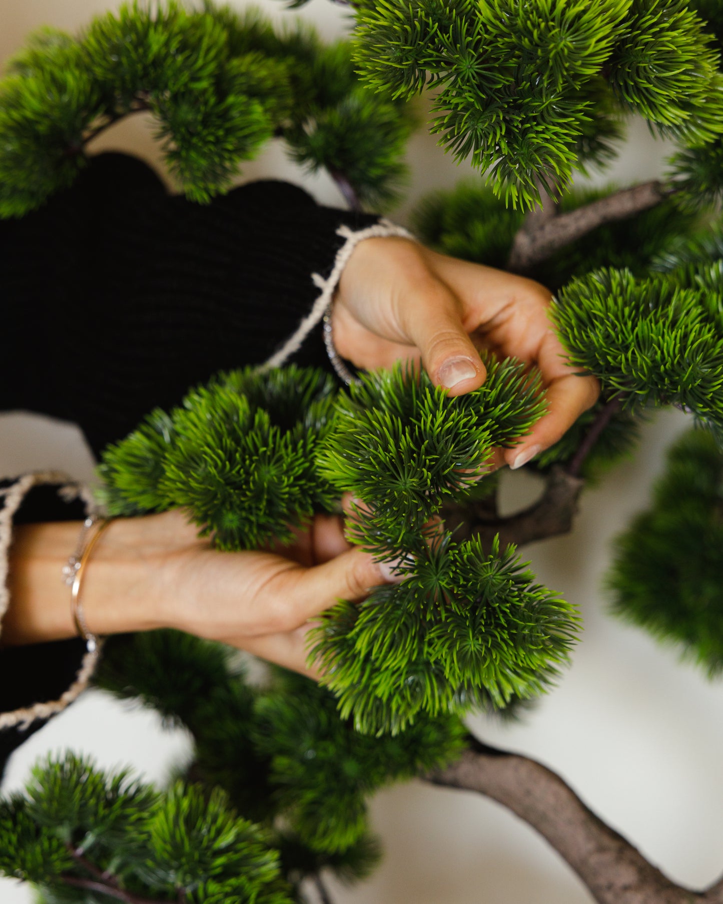 شجرة بونساي