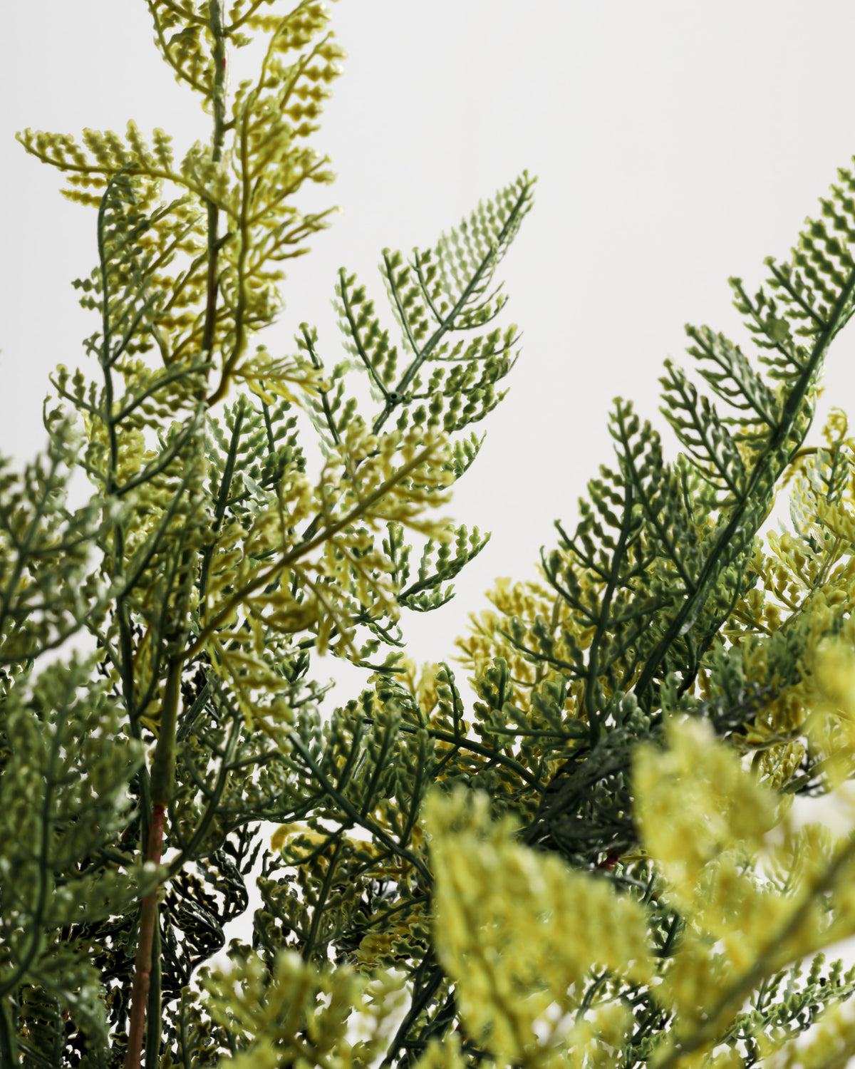 A close-up view of lush green fern leaves, showcasing intricate patterns and varying shades of green. The delicate fronds create a vibrant, textured background against a soft, neutral backdrop.
