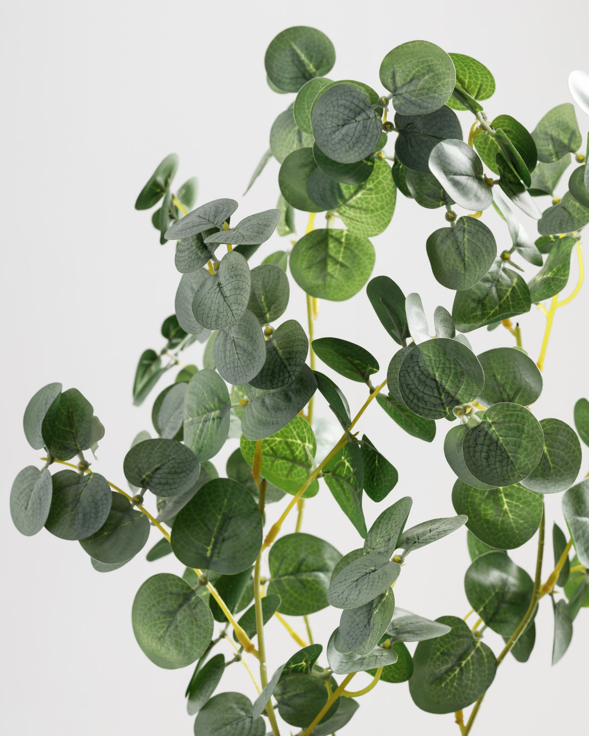 A close-up view of a lush eucalyptus branch featuring vibrant green leaves with a textured surface. The leaves are arranged along slender, natural-looking stems, creating a fresh and vibrant appearance against a light background.