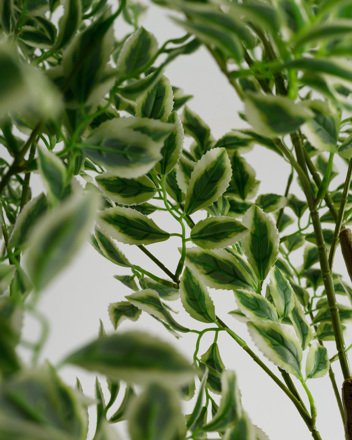 Close-up view of lush, variegated green leaves with creamy white edges, showcasing the intricate details and textures of the foliage. The leaves are densely clustered, creating a vibrant and natural appearance against a neutral background.