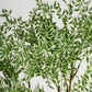 Tall Benjamina Variegated Tree