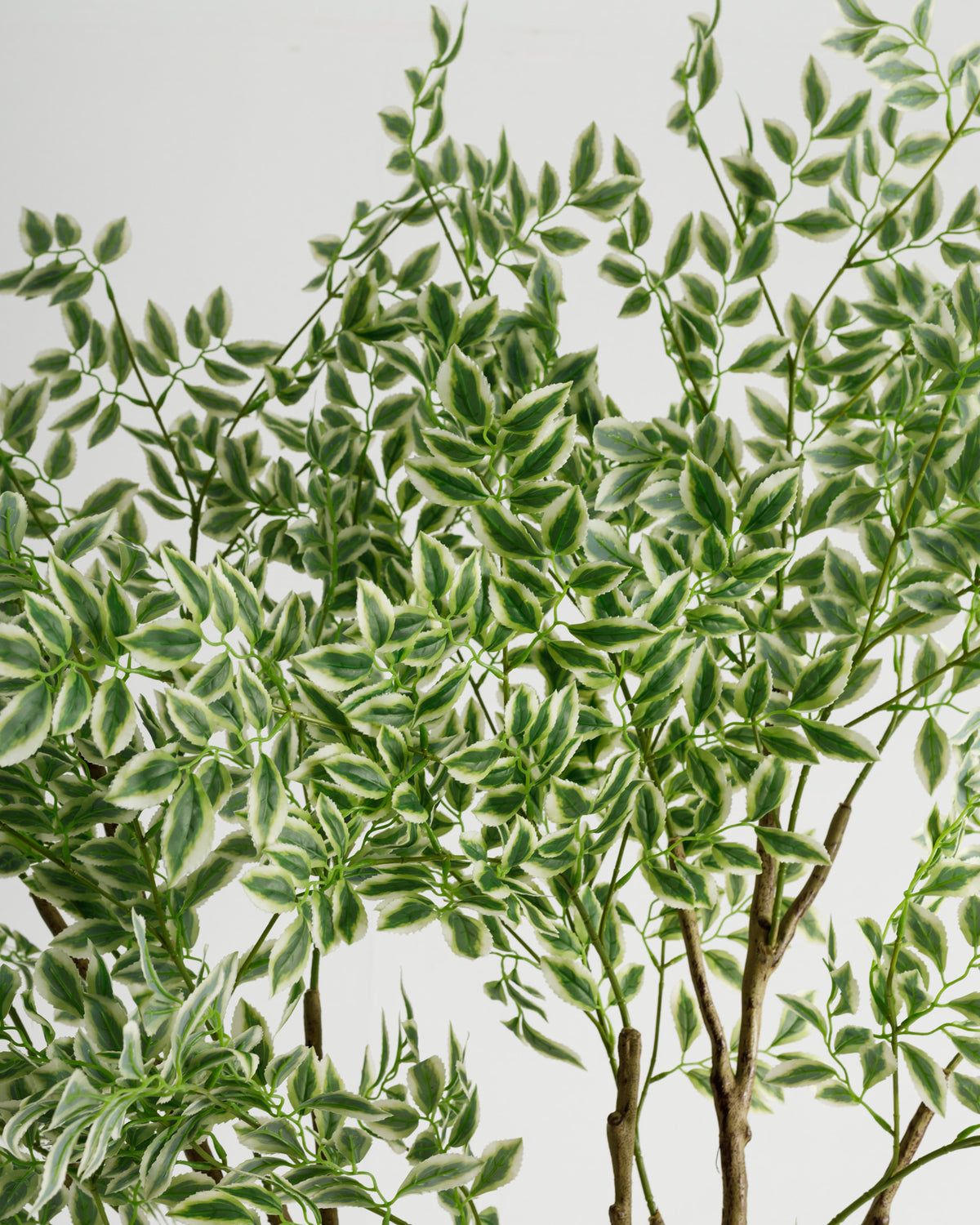Close-up view of a lush, artificial Ficus Benjamina Variegated tree featuring vibrant green and cream-colored variegated leaves. The foliage showcases a dense canopy, perfect for adding a touch of nature to any indoor space.