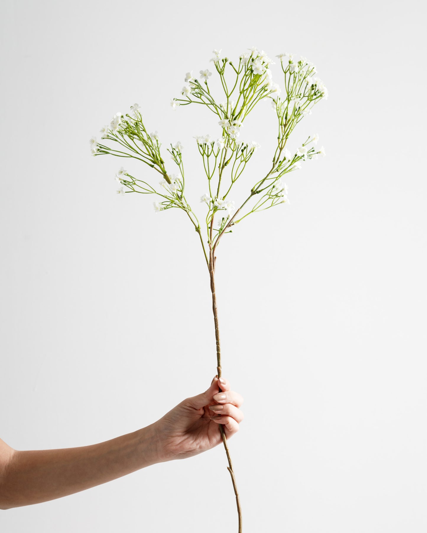 White Flowers Branch