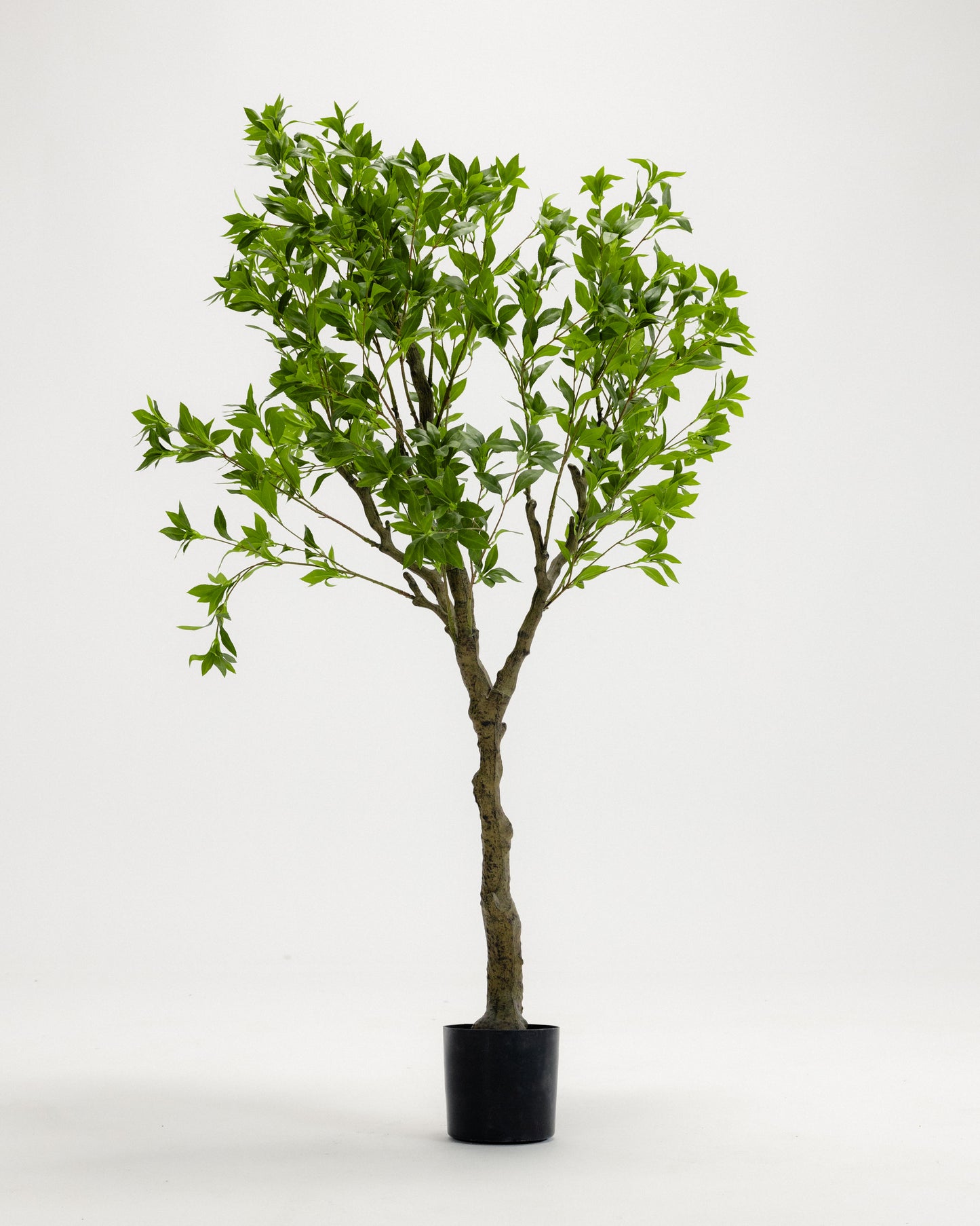 Wide Benjamina Tree