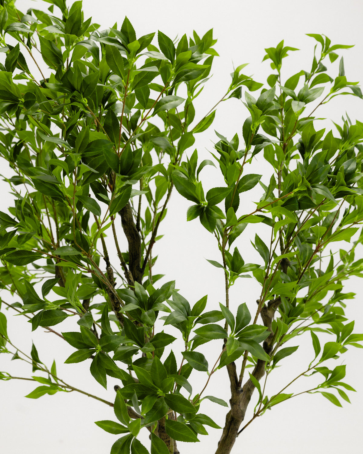 Wide Benjamina Tree -  Wasilaah