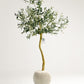 Olive Single Trunk Tree - Wasilaah