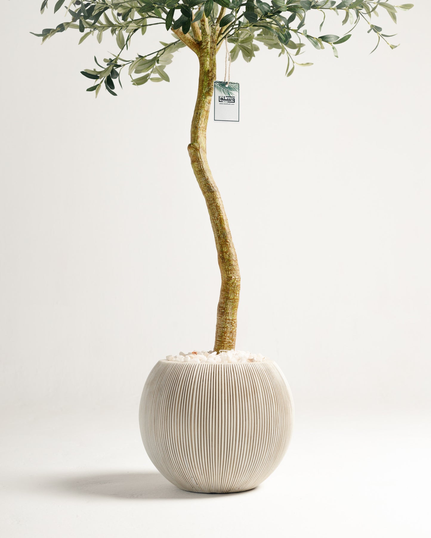 Olive Single Trunk Tree - Wasilaah