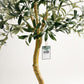 Olive Single Trunk Tree - Wasilaah
