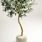 Olive Single Trunk Tree - Wasilaah