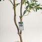 Olive 2 Branches Tree - Wasilaah