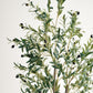 Olive 2 Branches Tree - Wasilaah