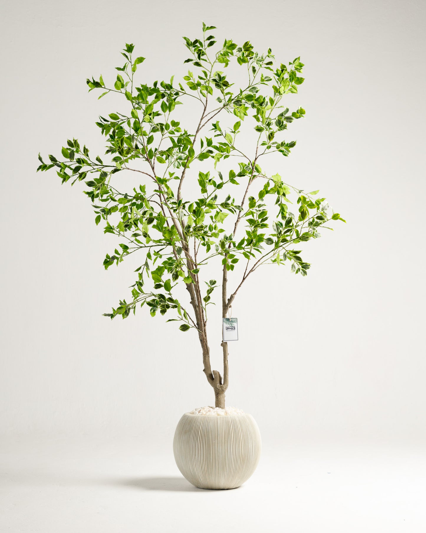 Benjamina Variegated Tree - Wasilaah