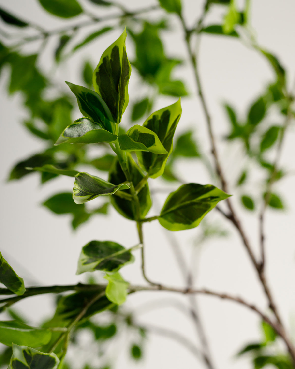Benjamina Variegated Tree - Wasilaah