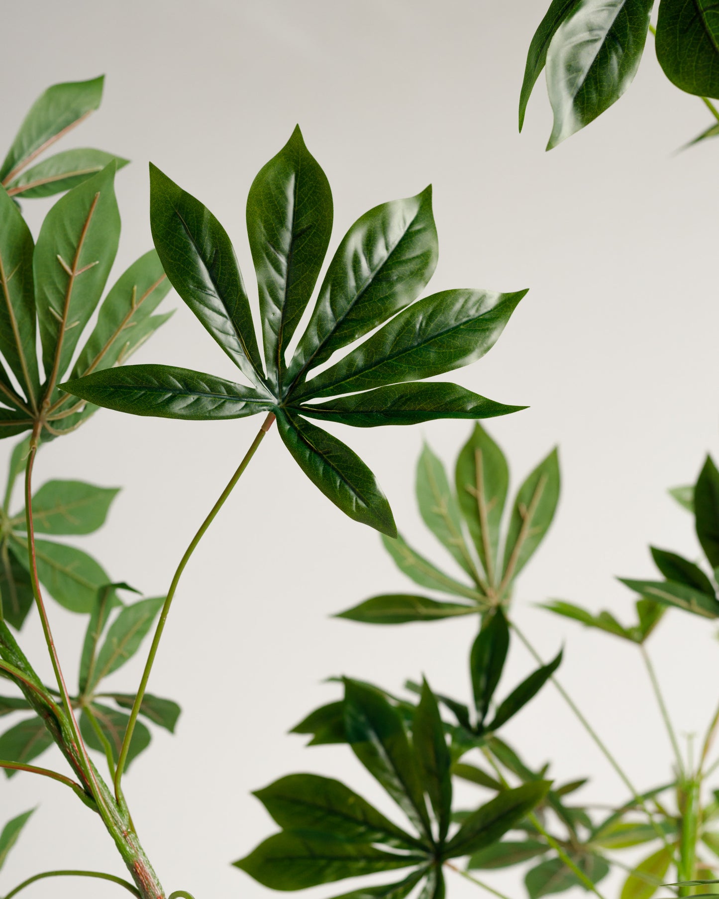 Ricinus Tree - Wasilaah