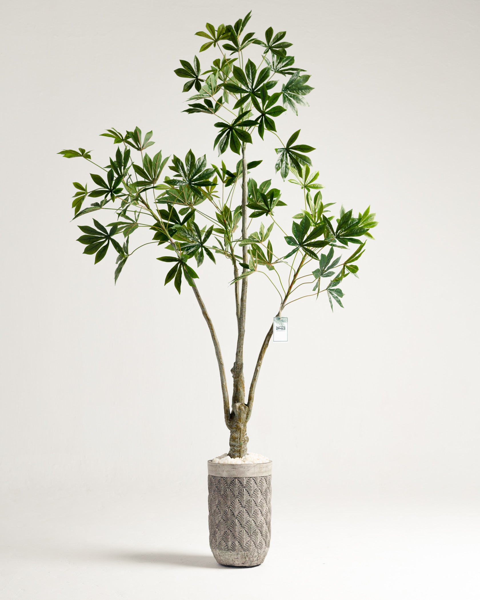 Ricinus Tree - Wasilaah