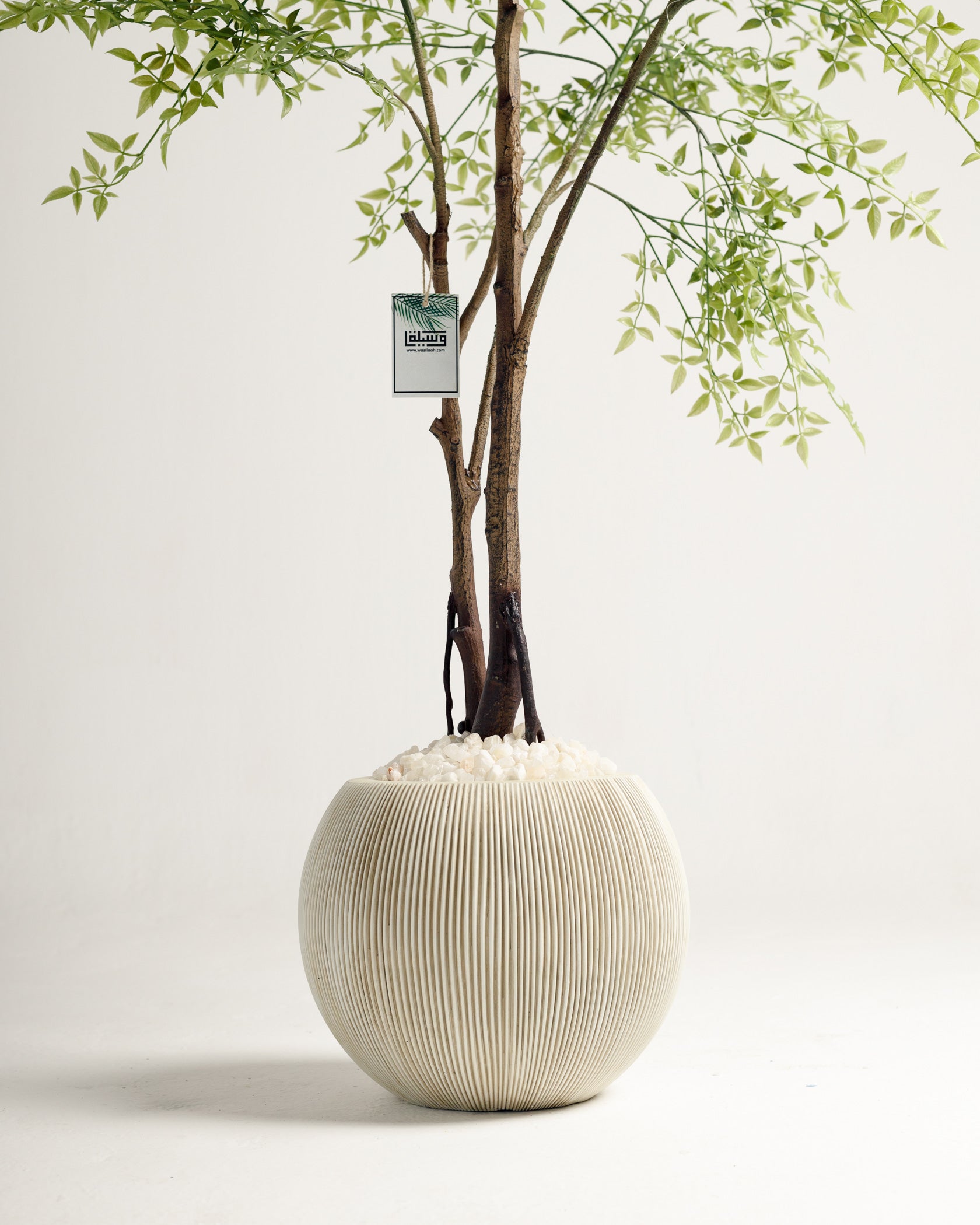 Benjamina Mini Leaf Tree - Wasilaah