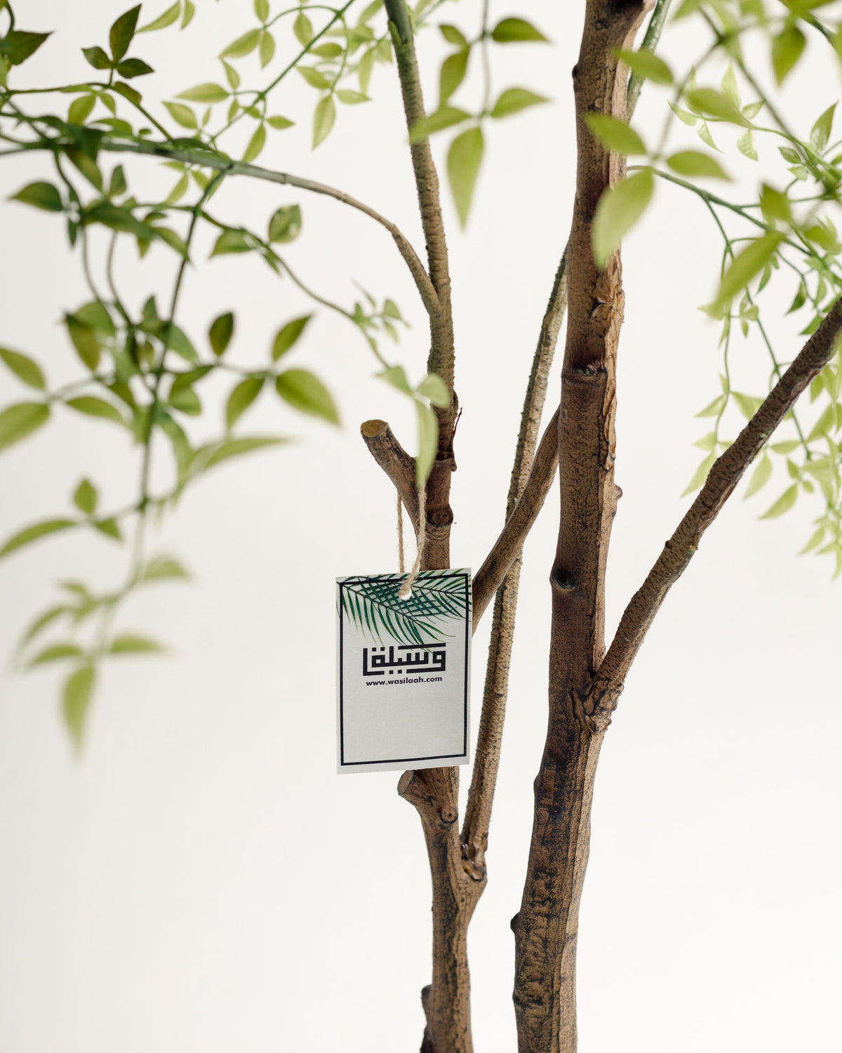 Benjamina Mini Leaf Tree - Wasilaah