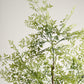 Benjamina Mini Leaf Tree - Wasilaah